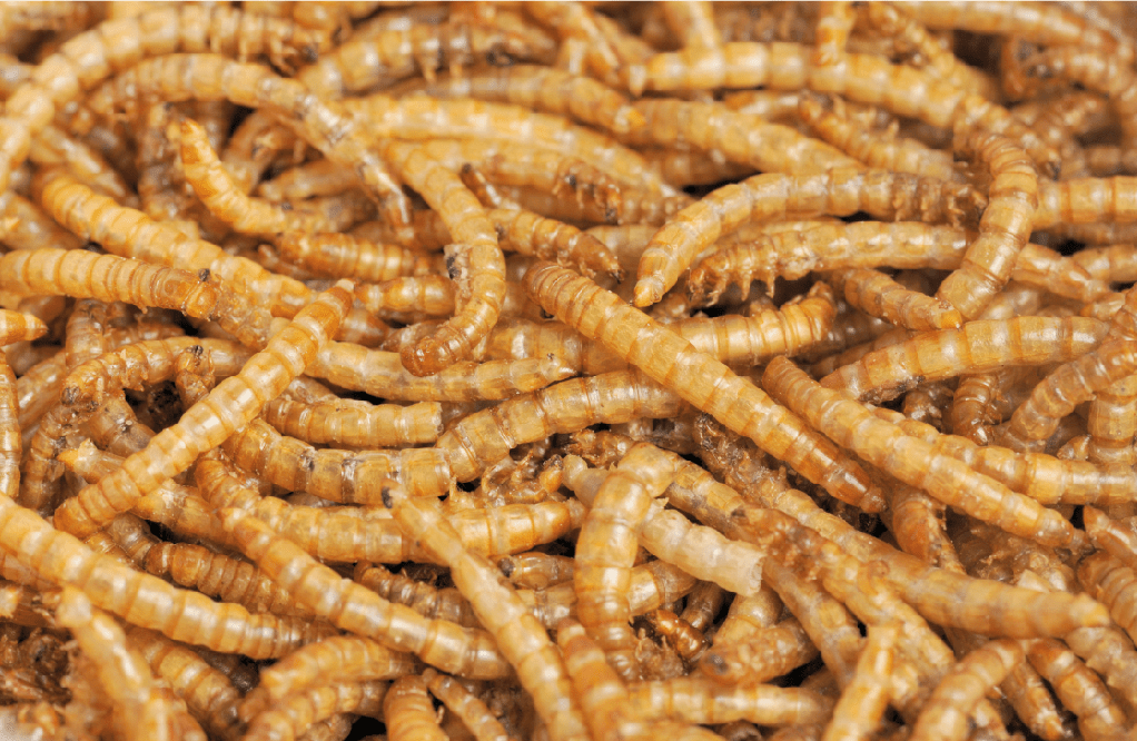 mealworm bedding 1