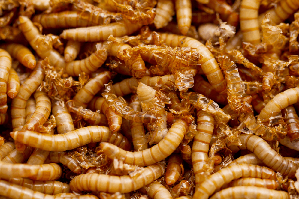 mealworm food
